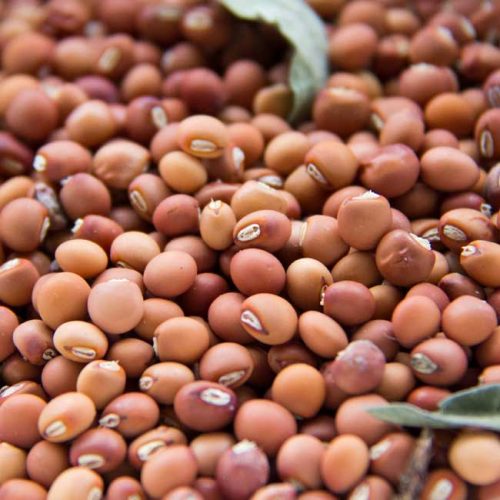 Red Gram Pigeon Pea